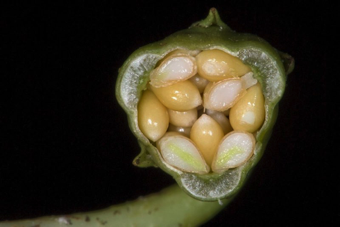 Placentation, Parietal - seeds attached to the outer ovary wall - [Viola sp; Violaceae] [08A2635]